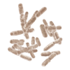 サッカロミセス画像